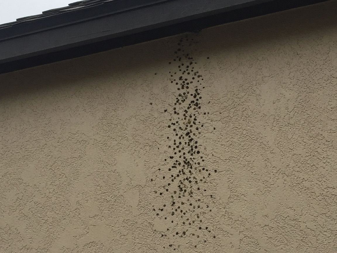 Dark speckles stuck to a stucco wall under a gutter