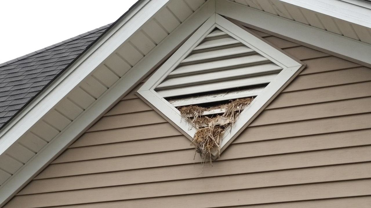 Nesting material stuffed into the louvers of a gable vent, roof intact