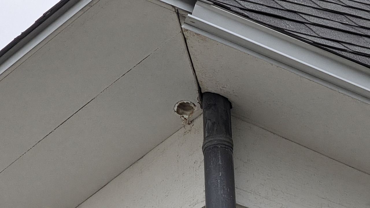 Small gnawed hole in a soffit beside a downspout, roof still on