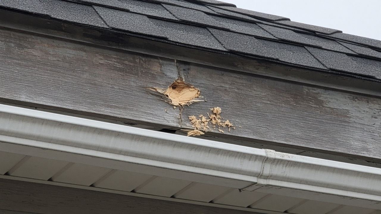 Chewed hole in a wood fascia, shingles and gutter still attached
