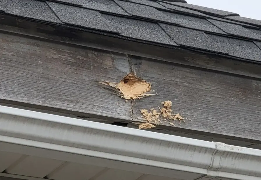 Typical chewed hole in wood fascia