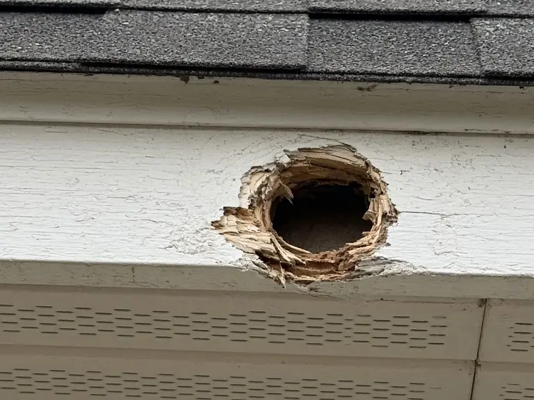 Typical round chewed hole in fascia