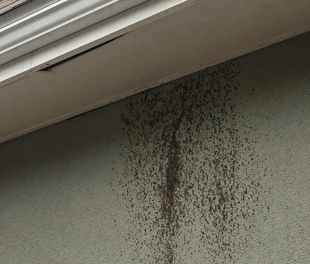 Typical bat staining on stucco